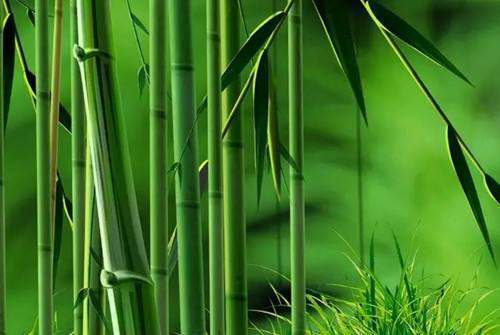 新竹高于旧竹枝，全凭老干为扶持是什么意思