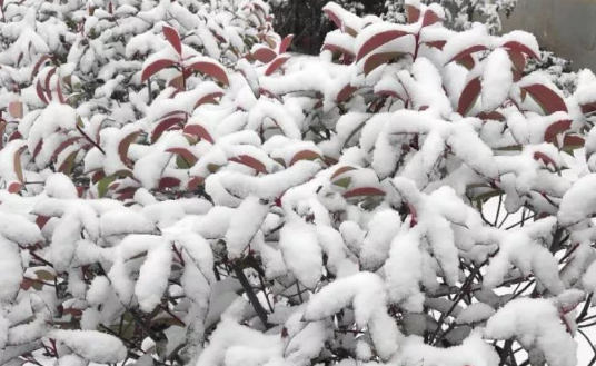 雪食汉是什么梗呢?