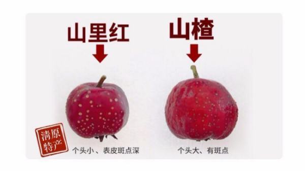 山里红和山楂有什么区别