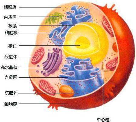 细胞学说的内容是？