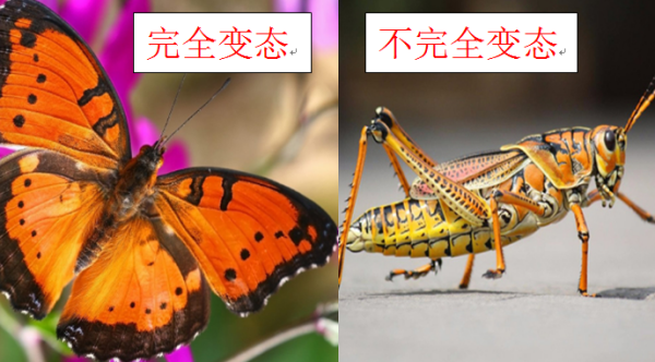 完随组台裂款距数全变态和不完全变态的区别