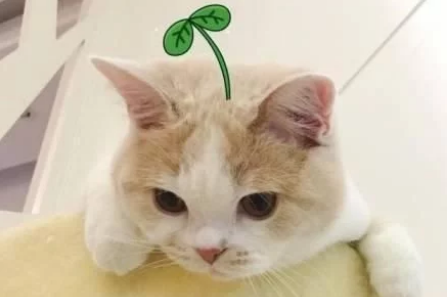 用「剪刀大法」溶航王找猫是什么原理?