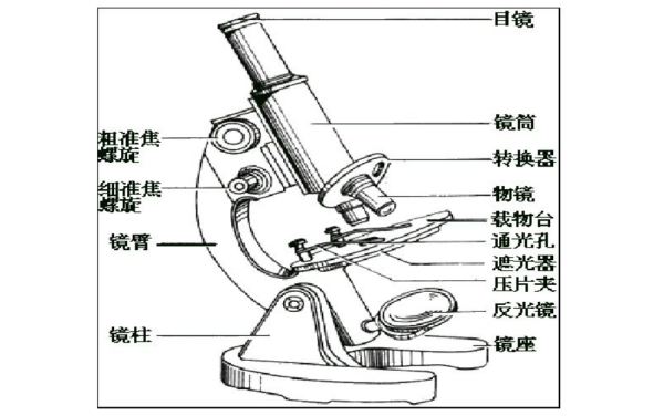 显微镜的结构名称,还要图