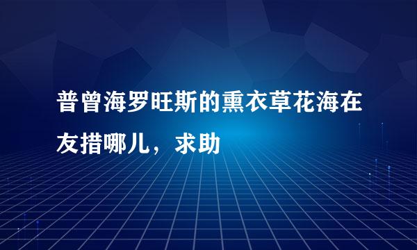 普曾海罗旺斯的熏衣草花海在友措哪儿，求助