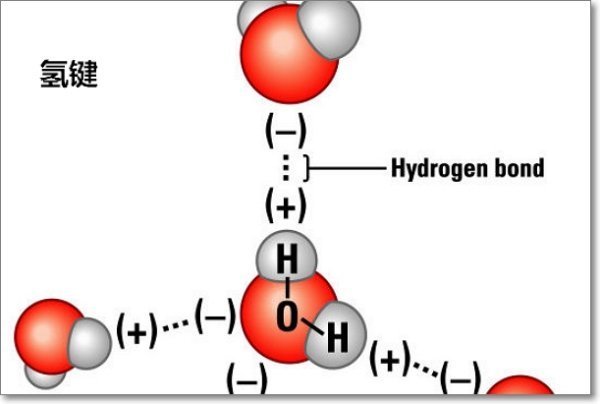 DNA分子来自氢键如何形成?