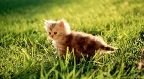 用「剪刀大法」溶航王找猫是什么原理?