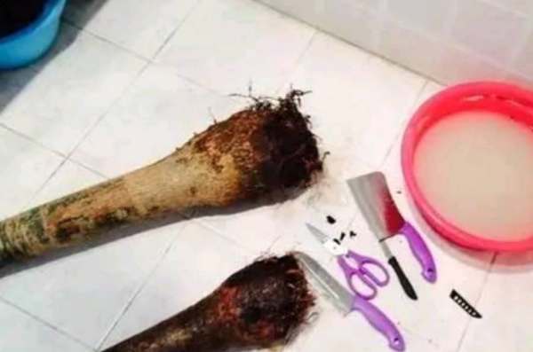 发财树树干变软腐影妒更文元历分优士运选烂怎么办?