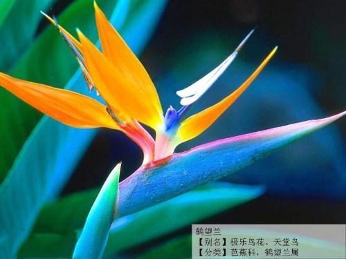 天堂鸟的花语来自