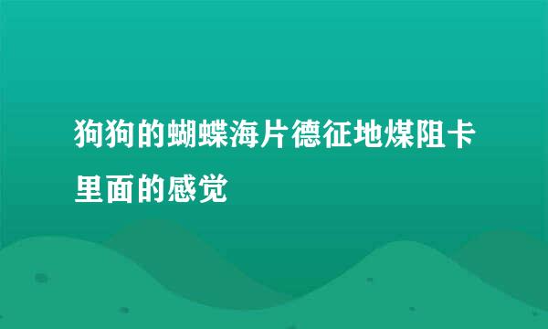 狗狗的蝴蝶海片德征地煤阻卡里面的感觉