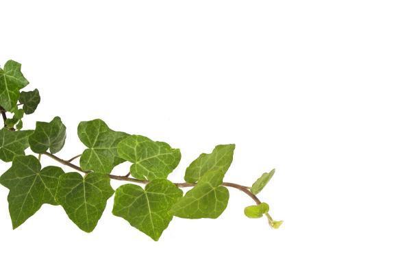 阳台种植什么植物既美观又比较耐强烈的阳光