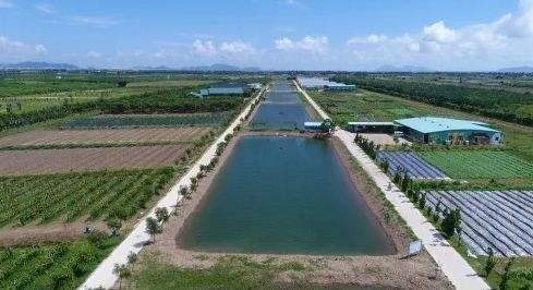 乡村振兴战略透出阶氢蛋色鸡了哪“三农”新希望？