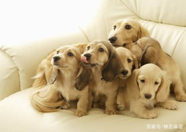 狗牙真是能辟邪吗?