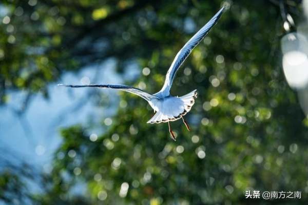 尼康D850拍飞鸟时如何选择对焦模式？来自