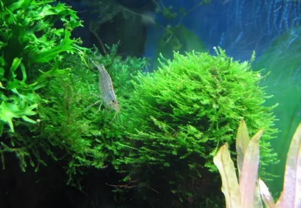 植物分为哪几大类