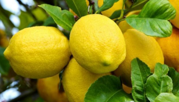 lemon的中文谐音是什么？