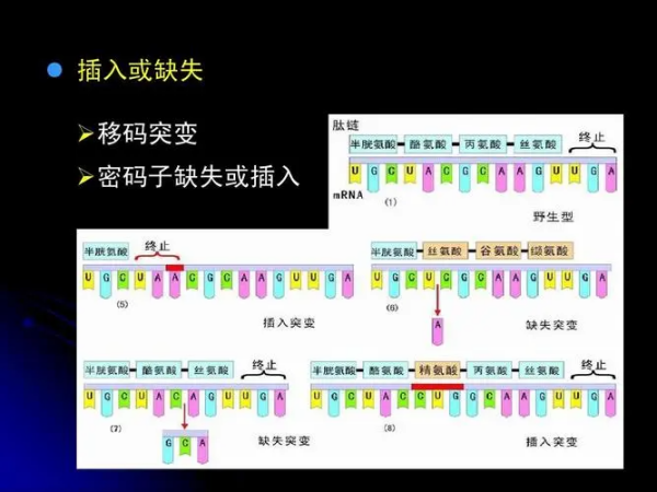 移码突变名词来自解释是什么？