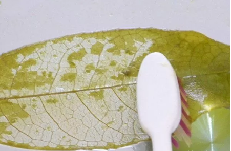 树叶书签怎么做