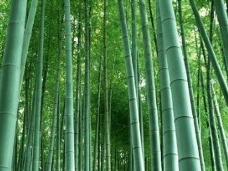 竹子究竟是树还是草？