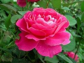 月季花是什么颜色