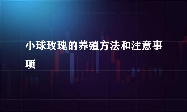 小球玫瑰的养殖方法和注意事项