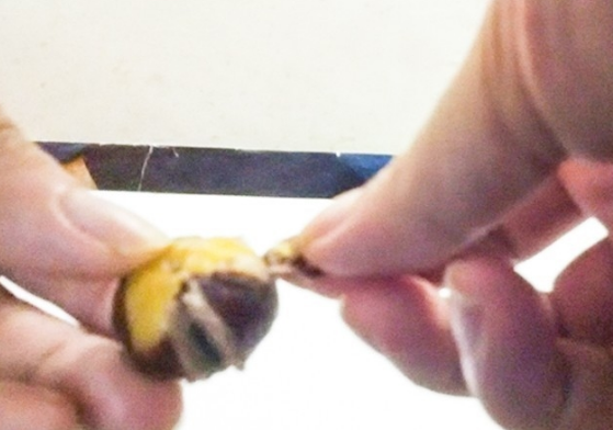 怎样煮来自栗子好剥皮？