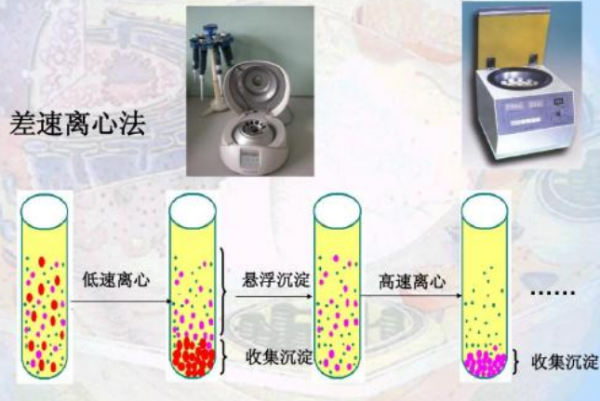 差速来自离心法和密度梯度离心法的区别