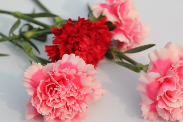 教师来自节送老师什么礼物好？