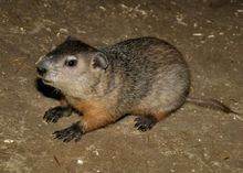 prairie dog和woodchuck的区别是什么？
