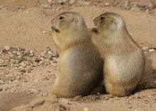 prairie dog和woodchuck的区别是什么？
