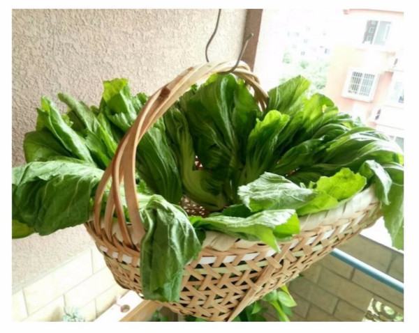 四川酸菜的腌制方法