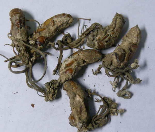 蝉花虫草粉的功效