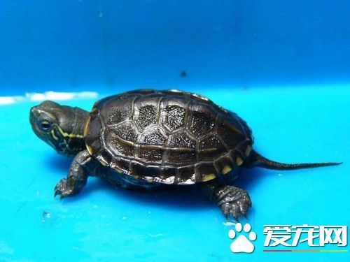 宠物乌龟吃什来自么东西 宠物乌龟喜欢的食物360问答