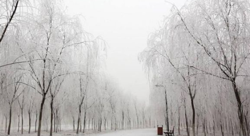 数九歌是什么