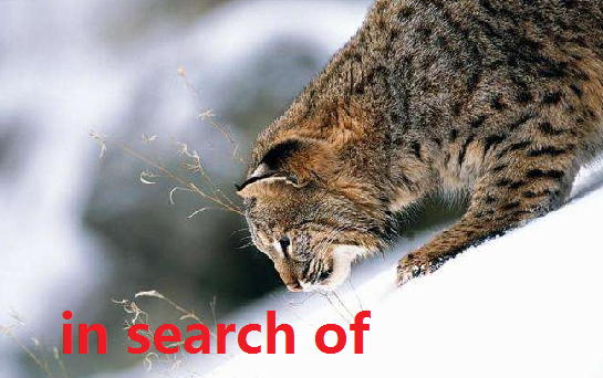 se来自arch for 和in search of的区别