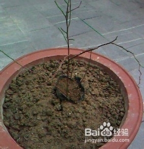盆来自栽蓝莓的种植方法有哪些