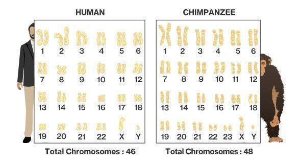 人类和所有生物之间都八哥解有生殖隔离吗？