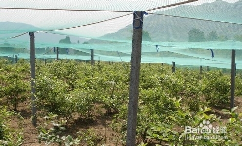 盆来自栽蓝莓的种植方法有哪些