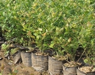 盆来自栽蓝莓的种植方法有哪些