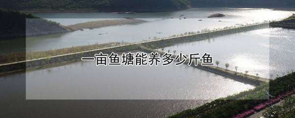 一亩鱼塘能养多少斤鱼