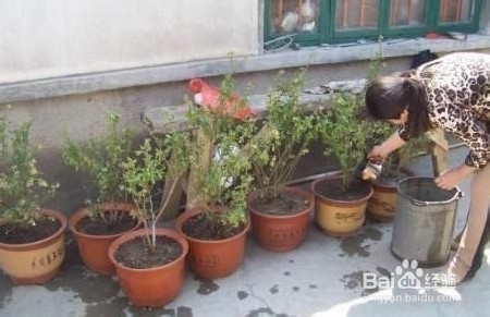 盆来自栽蓝莓的种植方法有哪些