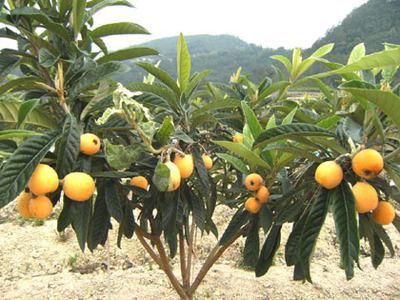 枇杷树几年结果？