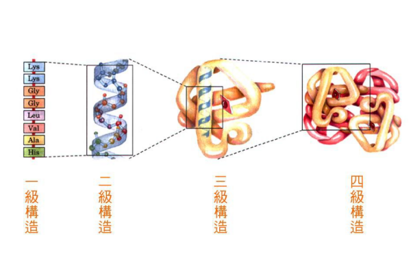 变性蛋白质的主要特点是?