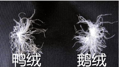 鹅绒和鸭绒的区别有什么？