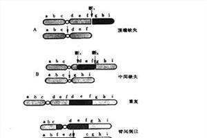染色体结构变异的种类