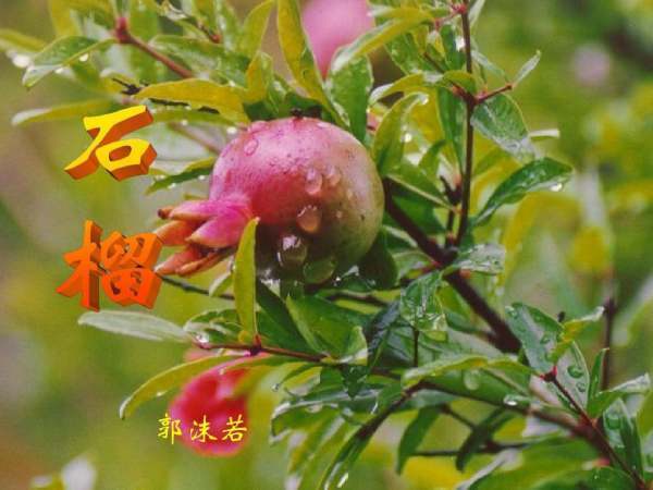 《石榴》 郭沫若 原文