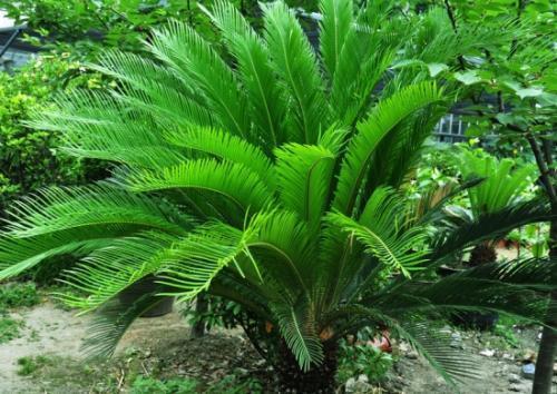 裸子植固首球望够那命屋上精广物有哪些？