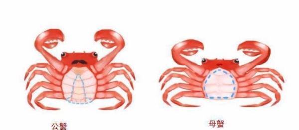 公螃蟹和母螃蟹怎么区别 图