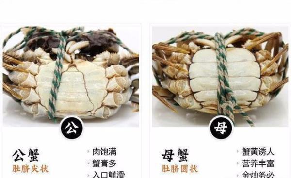 公螃蟹和母螃蟹怎么区别 图