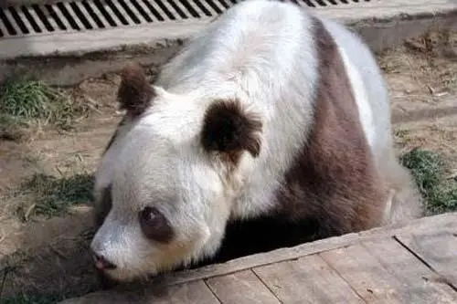 圈养棕白色众武谈大熊猫叫什么名字？