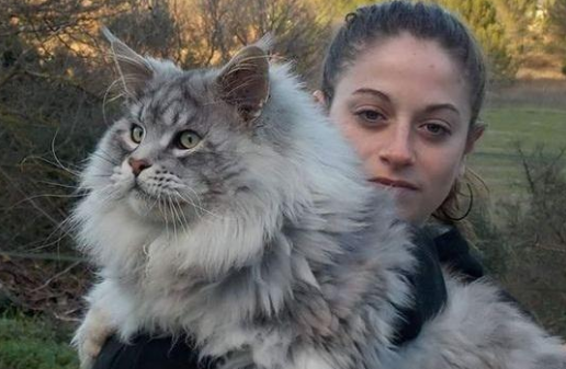 缅因猫为什么不能养？